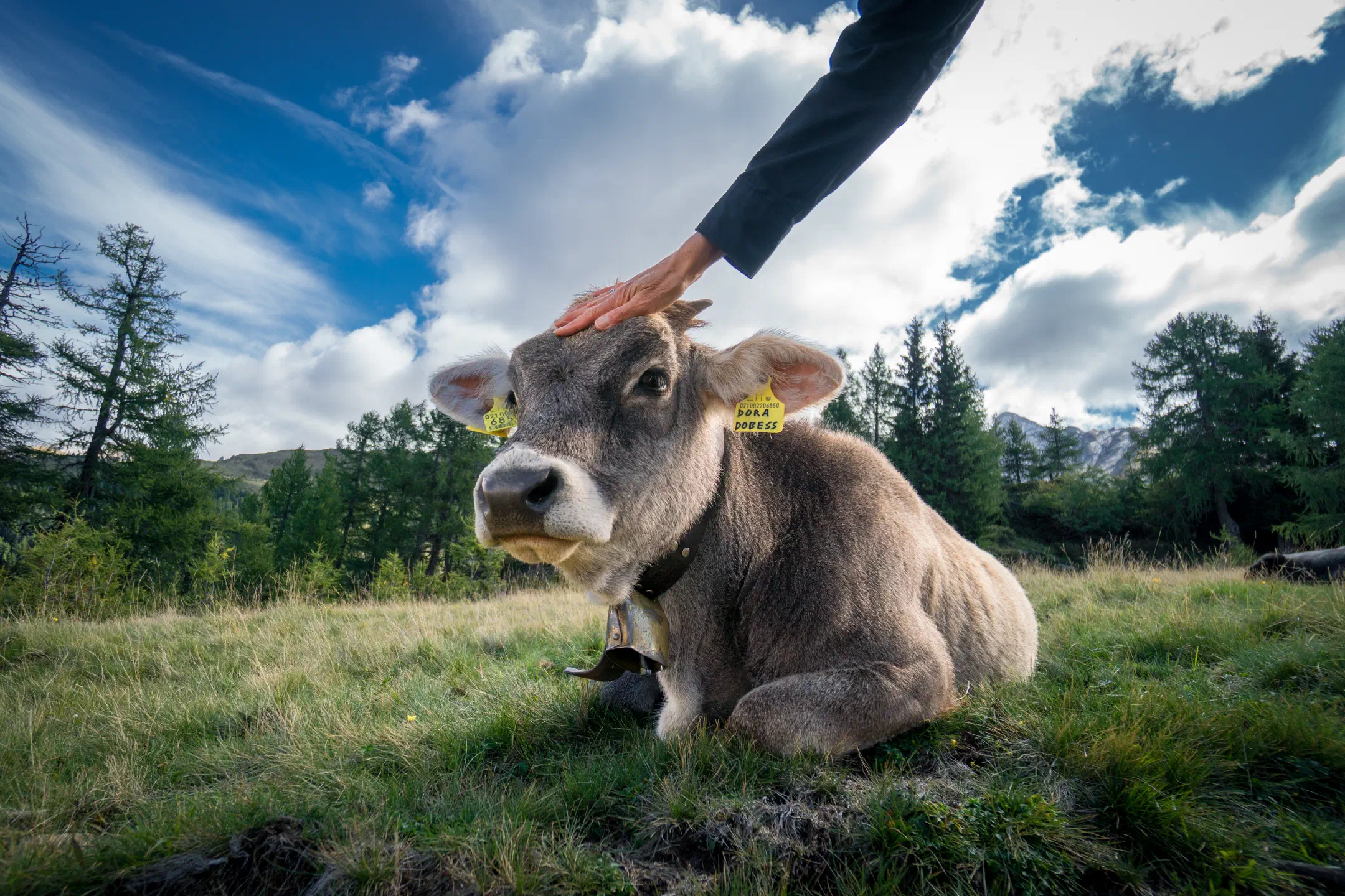 Good cow.