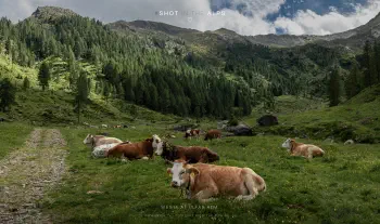 Siesta at Ulfas Alm