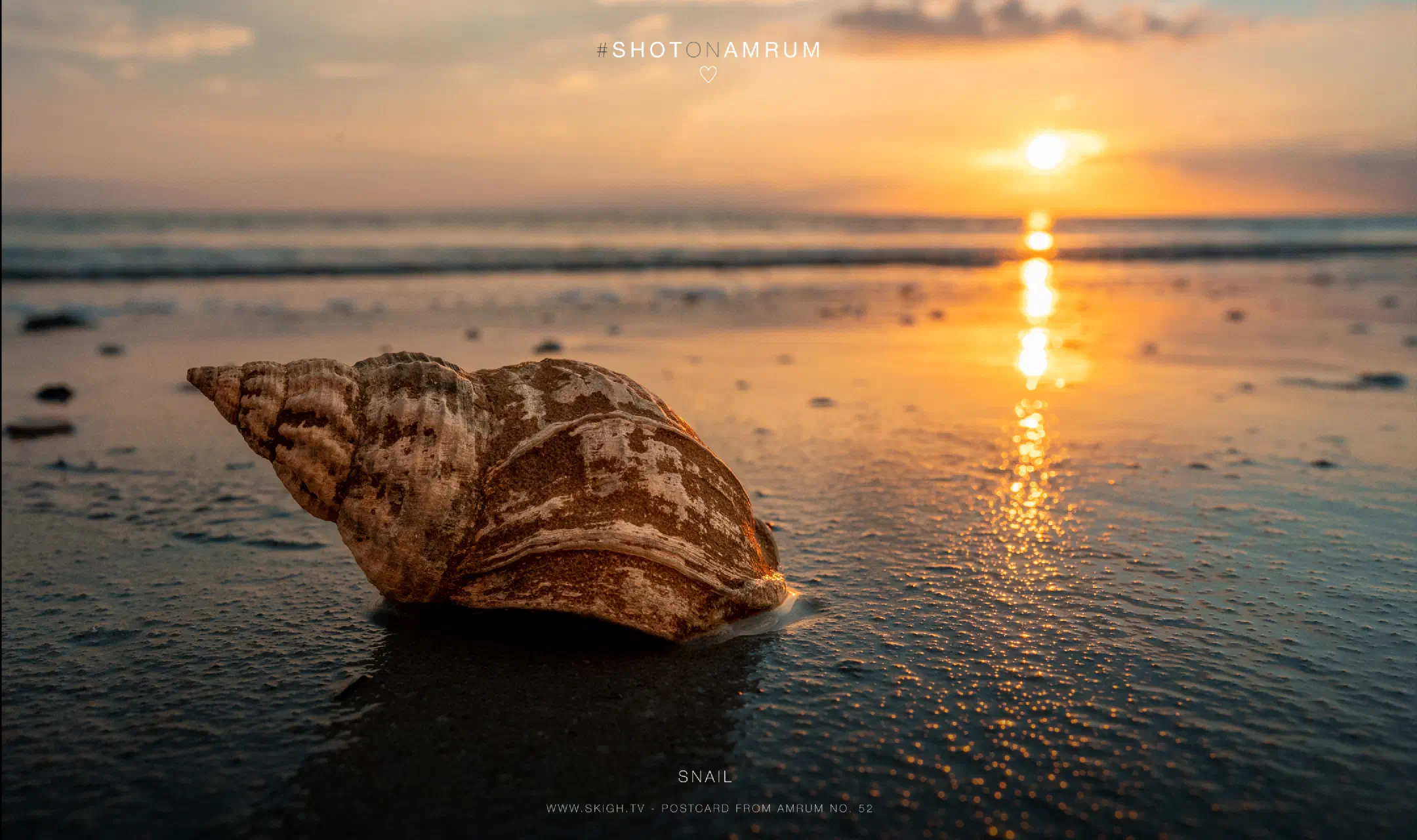 Snail
