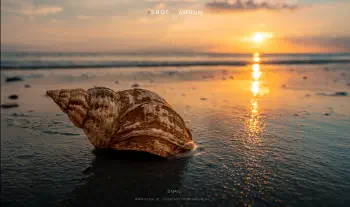 Snail