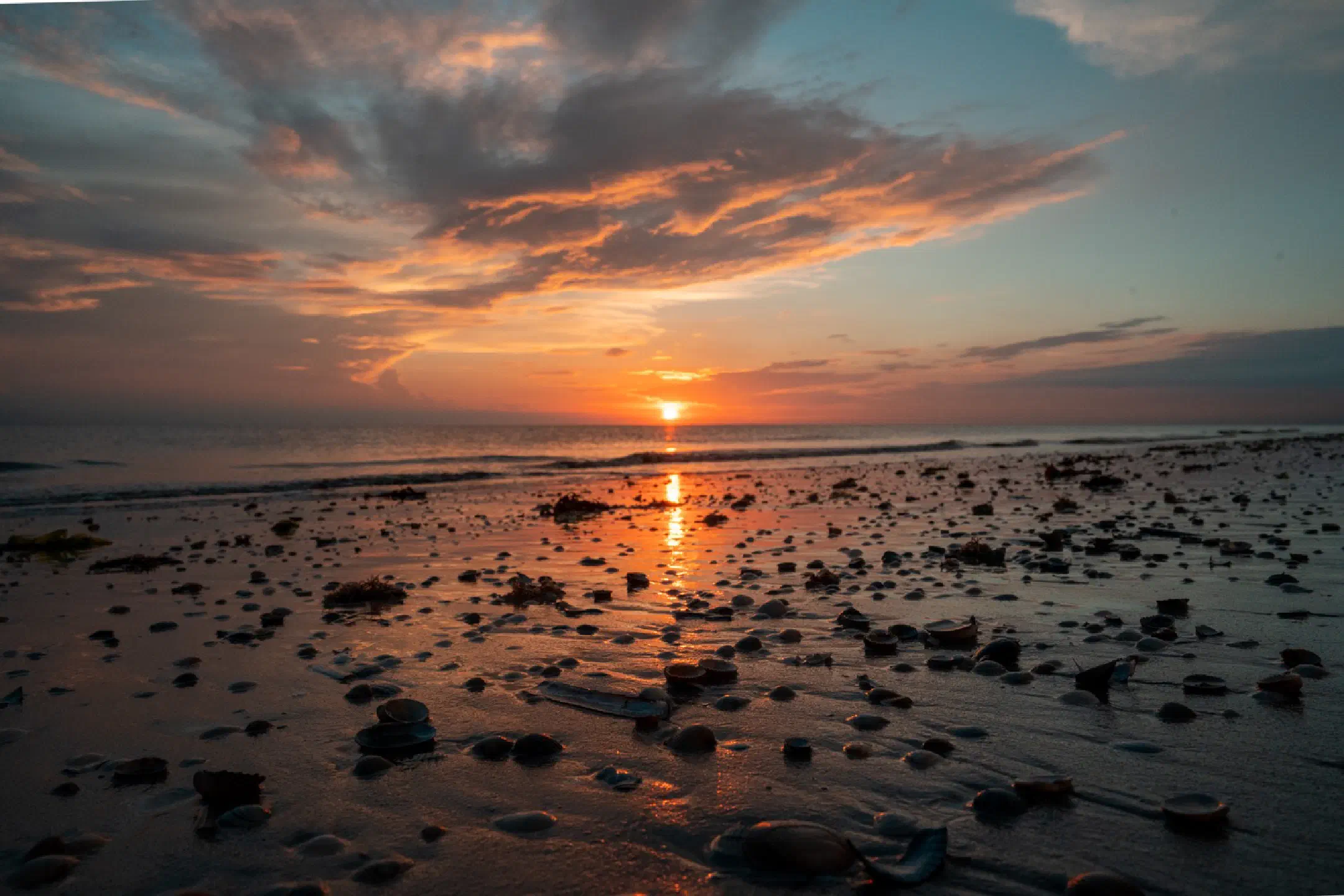 Sea Shell Sunset