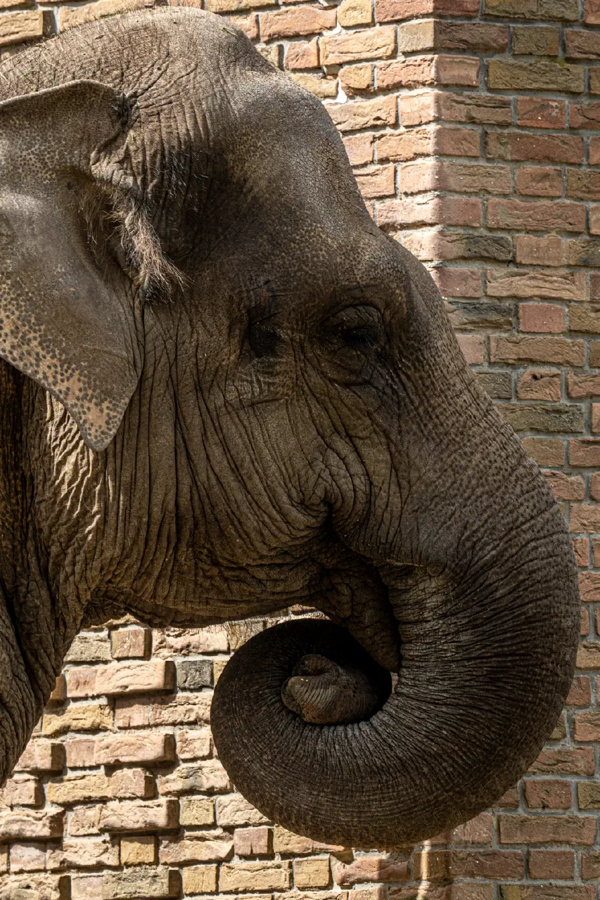 Elephants