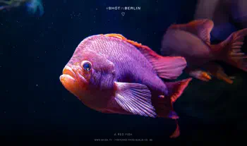 A red fish