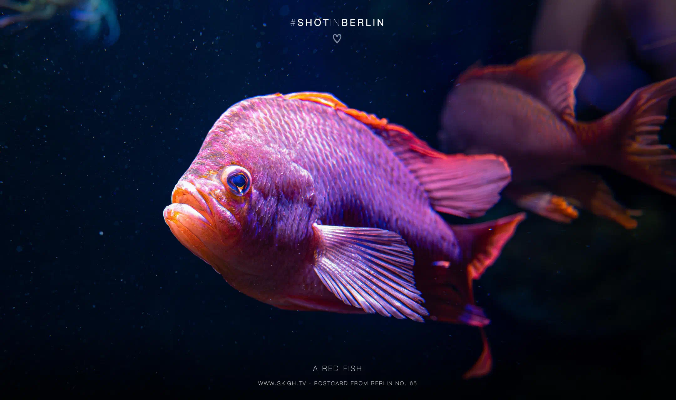 A red fish