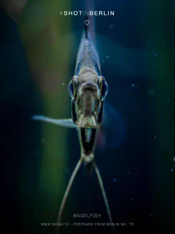 Angelfish