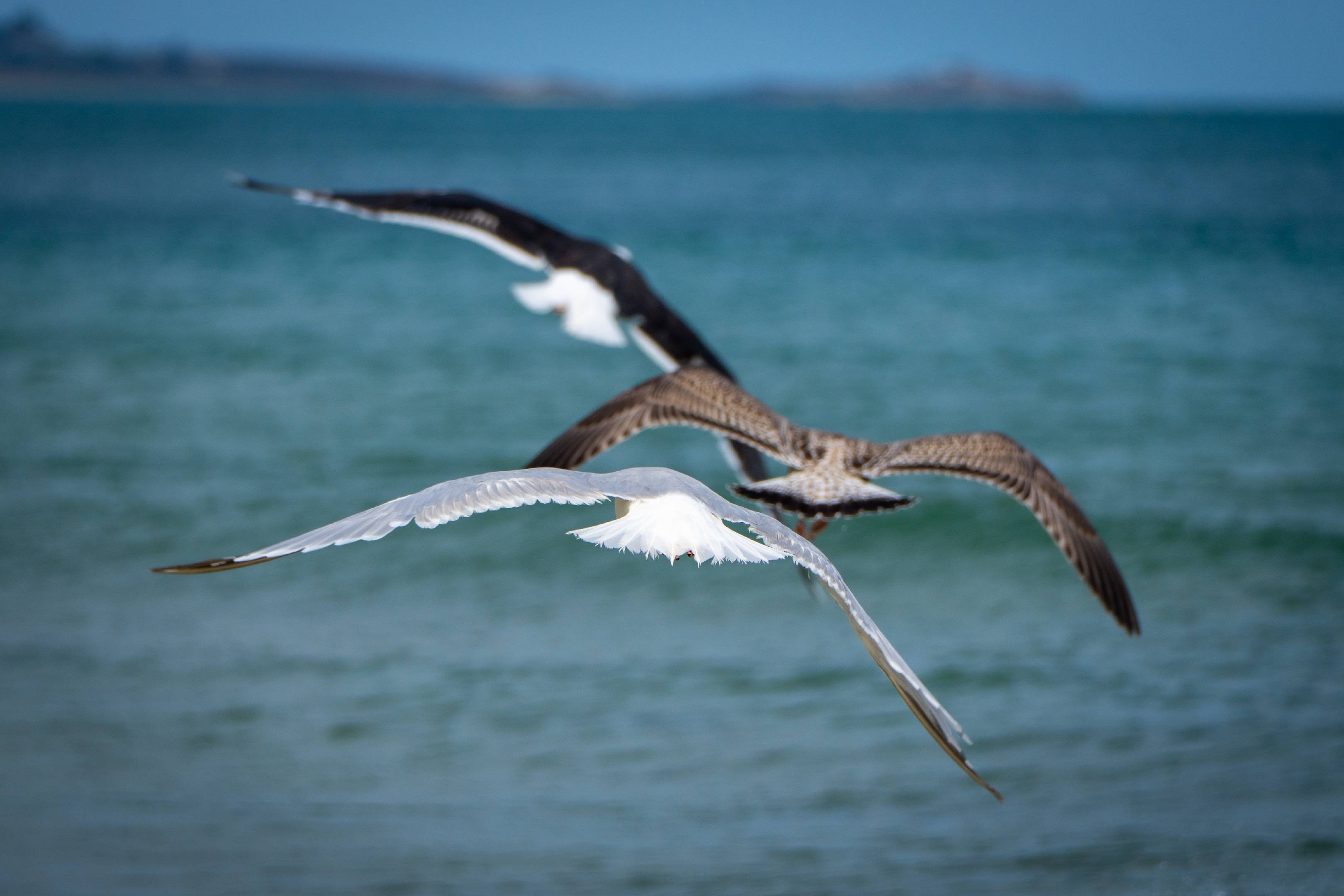 Seagulls | 1/1000s * f6.3 * ISO 160 * 255mm - E 70-350mm F4.5-6.3 G OSS - Sony α6700 Seagulls
