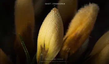 Dew covered crocus