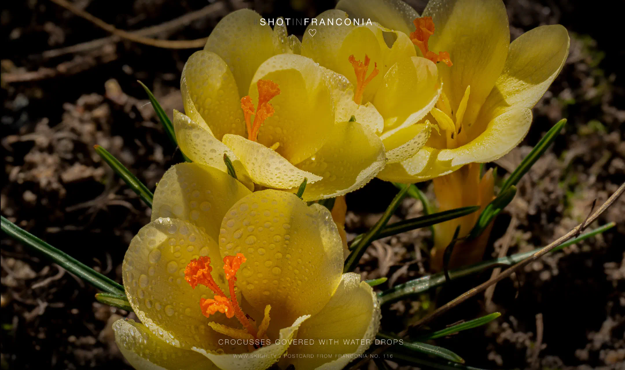 Crocusses covered with water drops