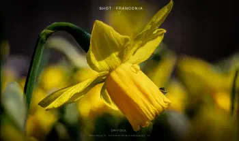 Daffodil