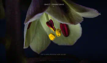 Fritillaria persica alba bulbs