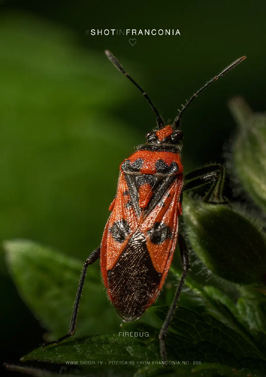 Firebug