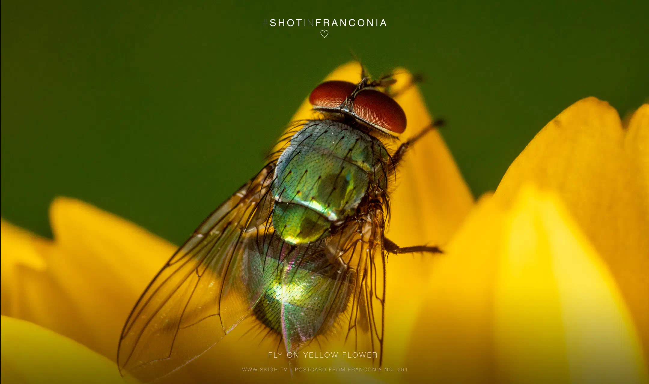 Fly on yellow flower