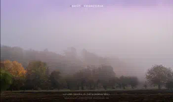Autumn leaves in the morning mist