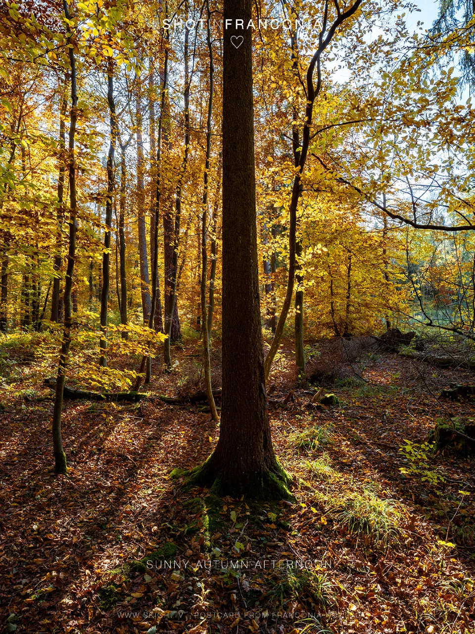 Sunny autumn afternoon
