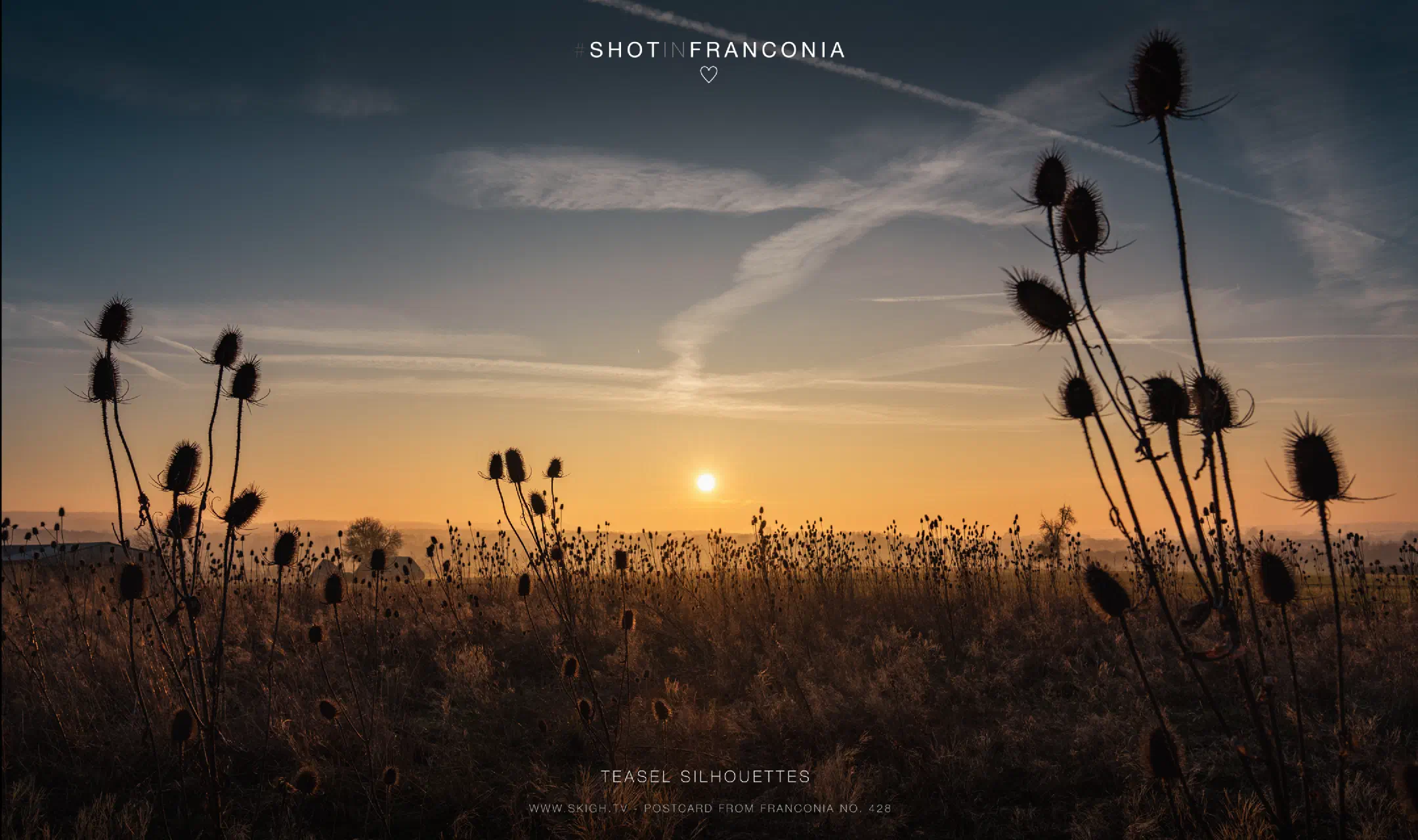 Teasel silhouettes