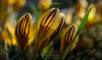 Crocus chrysanthus 