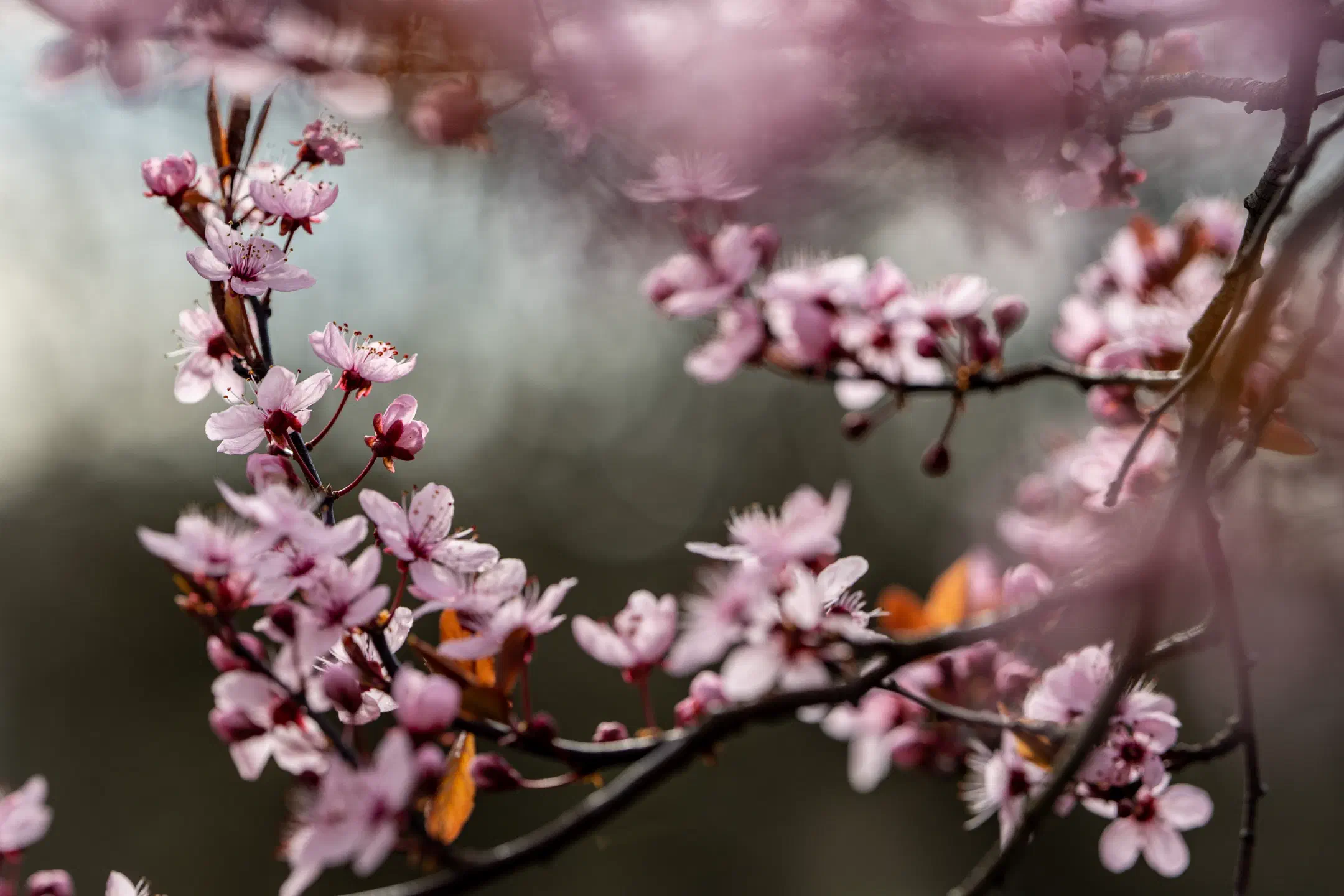 Cherry blossom