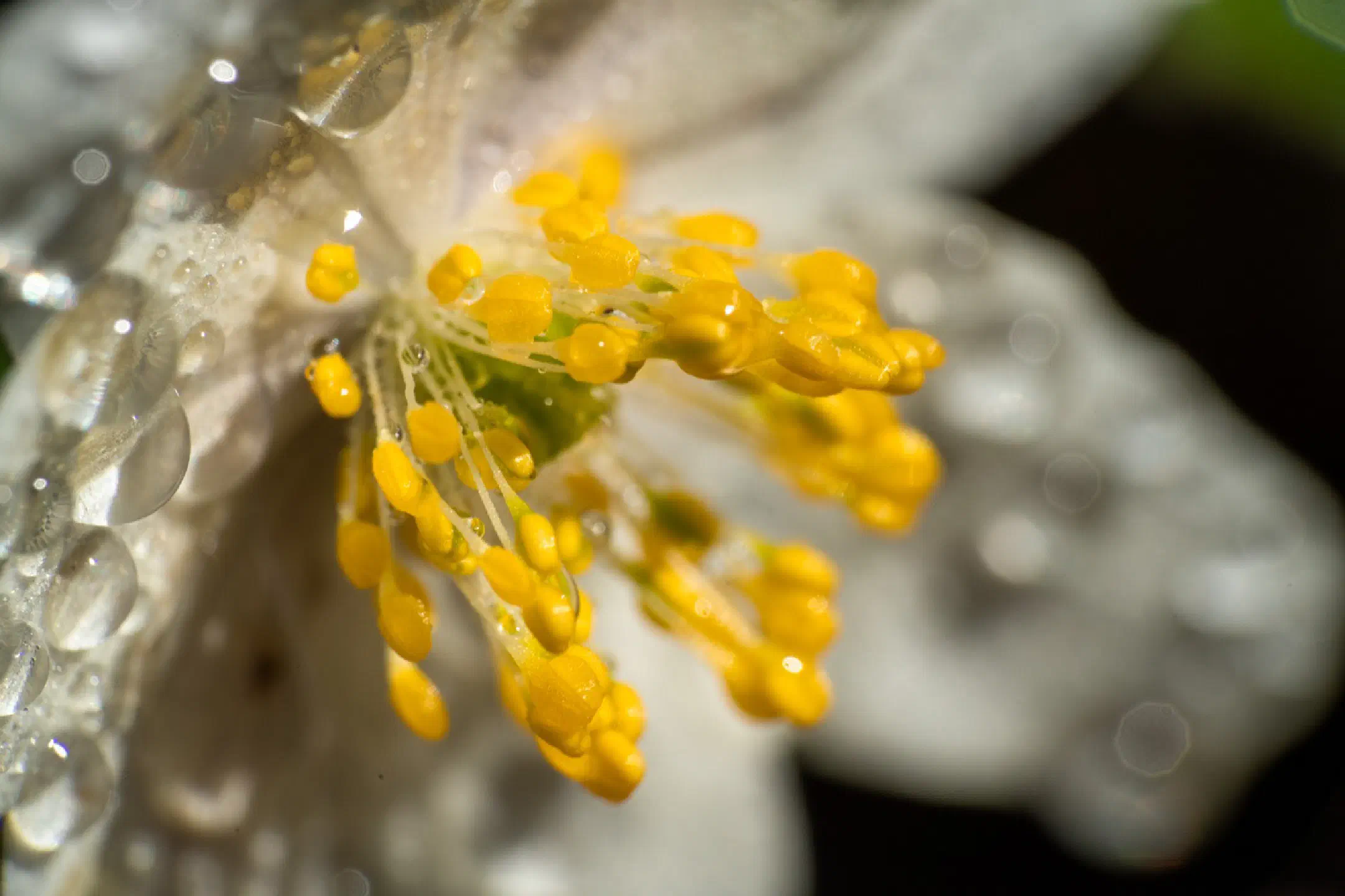Wood anemone