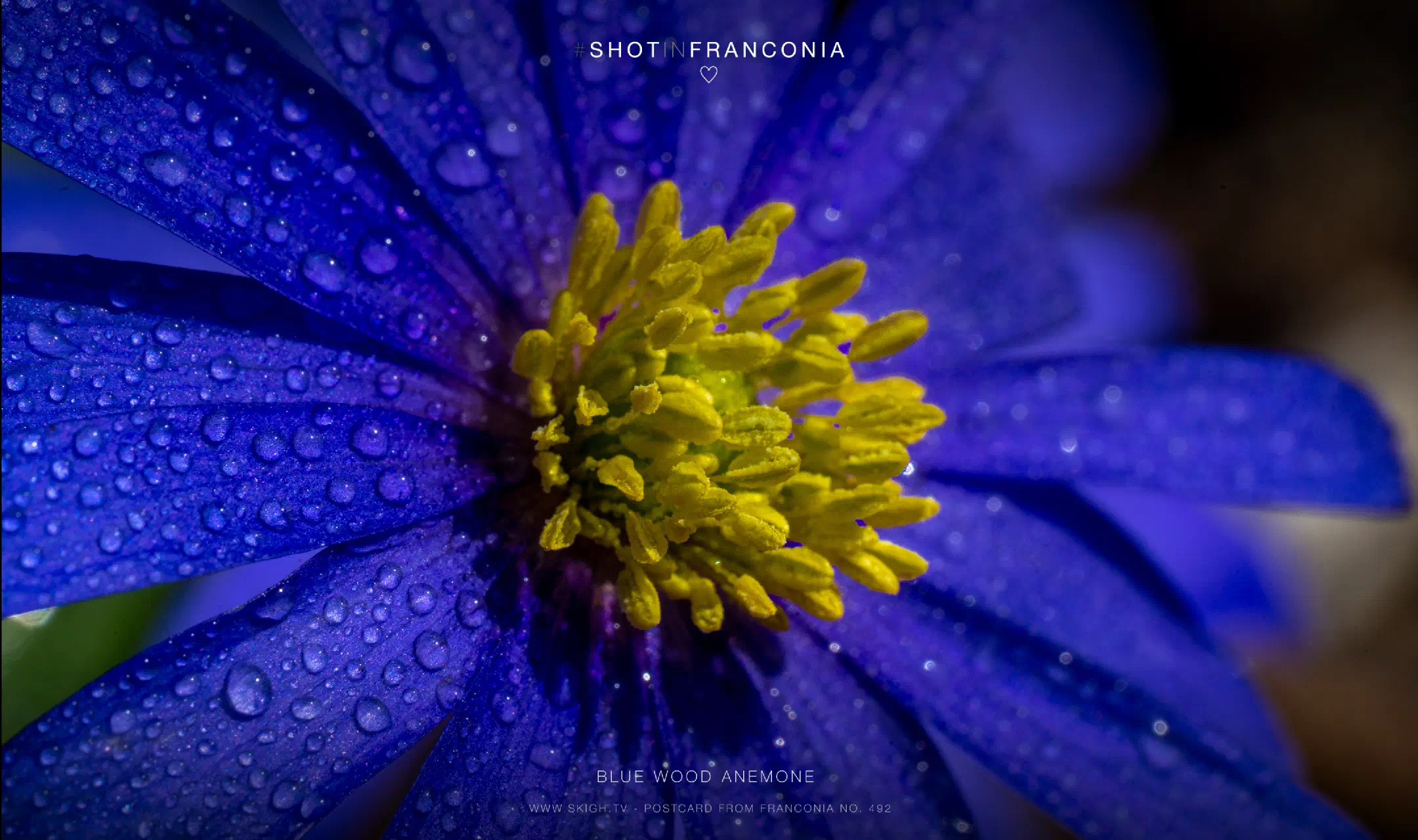 Blue wood anemone