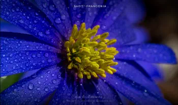 Blue wood anemone