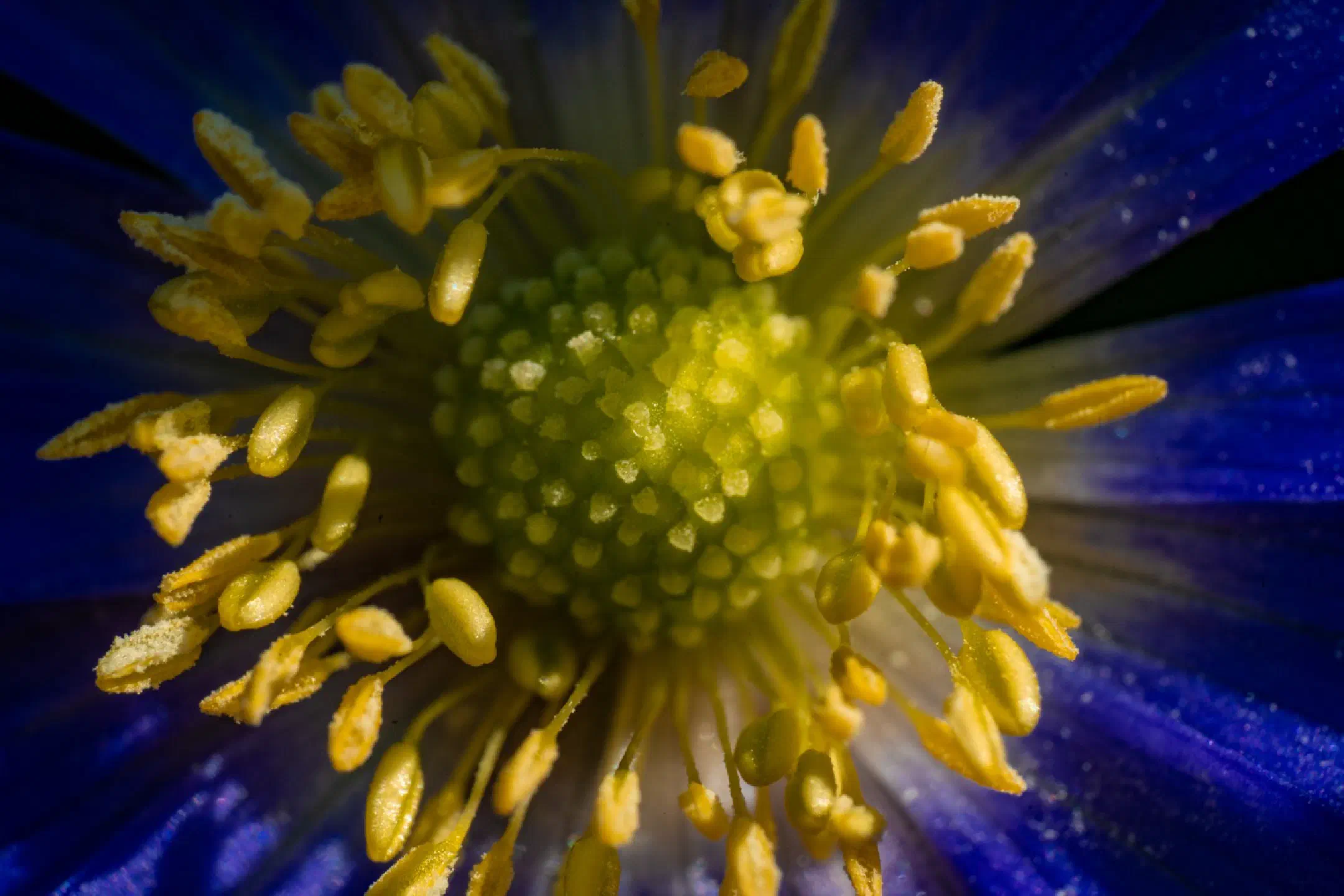 Blue wood anemone