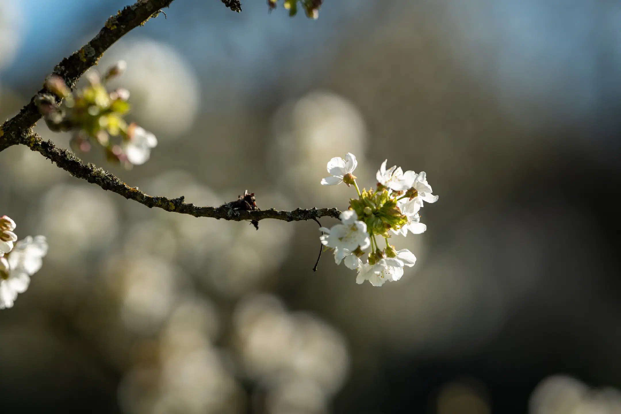 Cherry Blossom