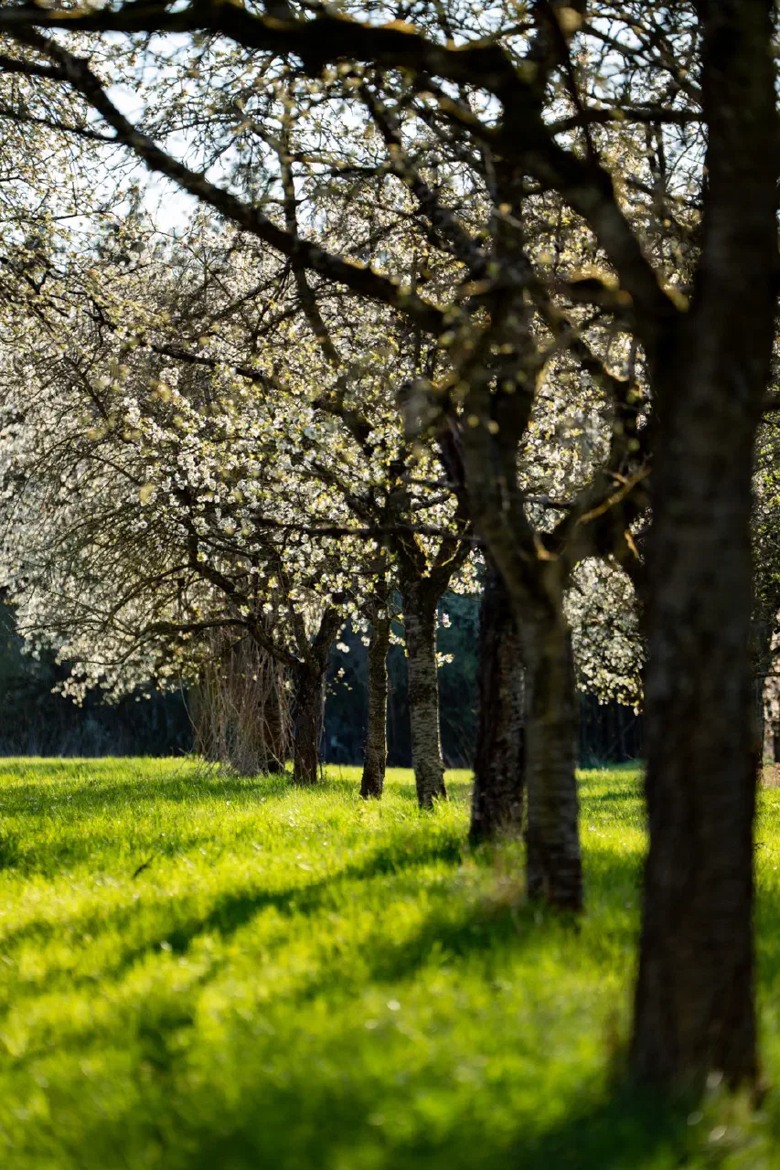 Cherry trees