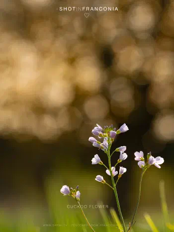 Cuckoo flower
