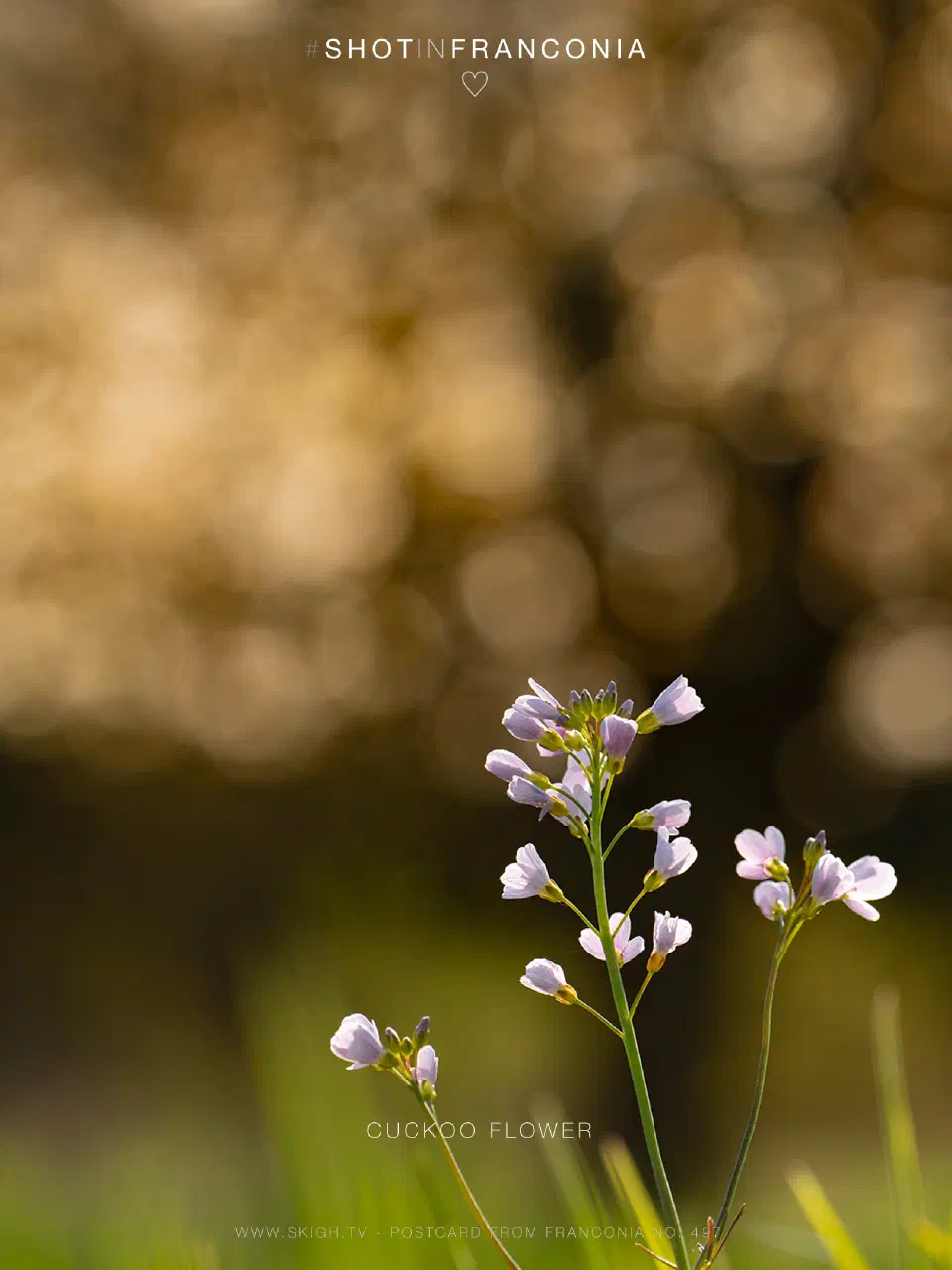 Cuckoo flower