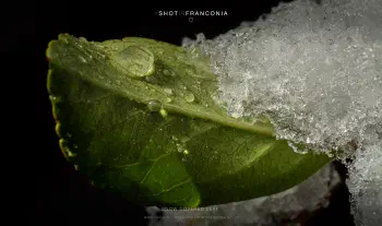 Snow covered leaf