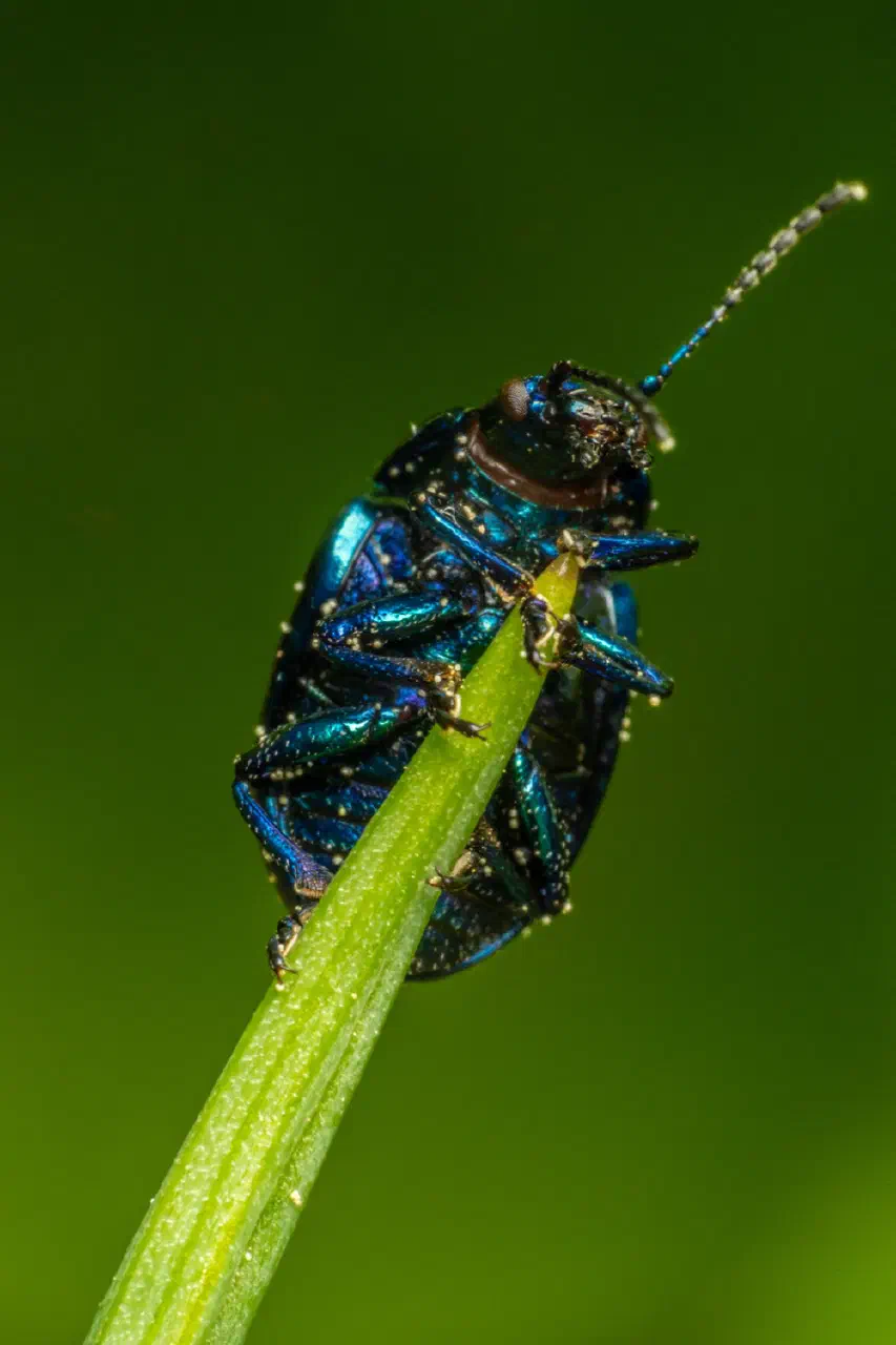 Blue mint beetle 2