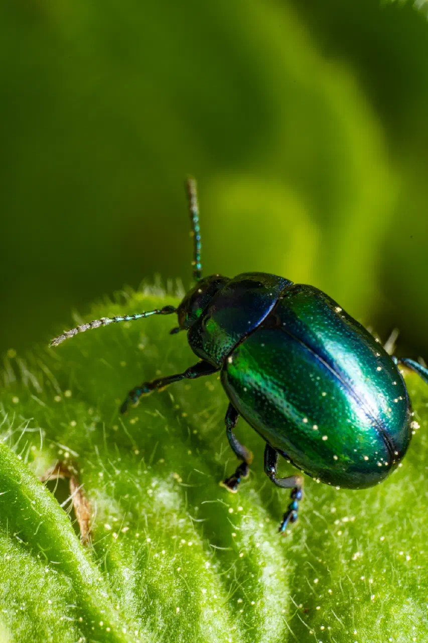 Blue mint beetle 4