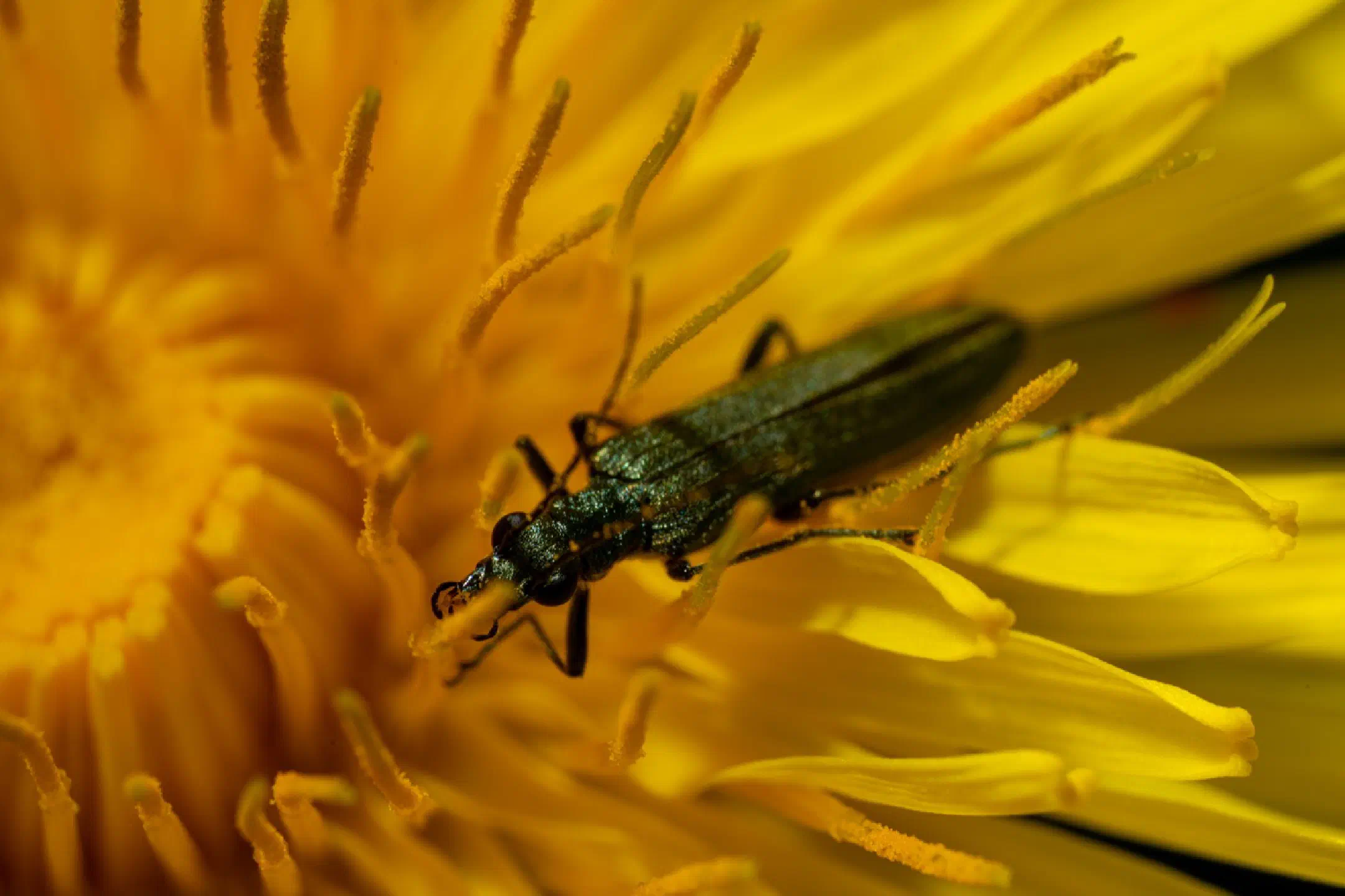 Bug on a dandelion