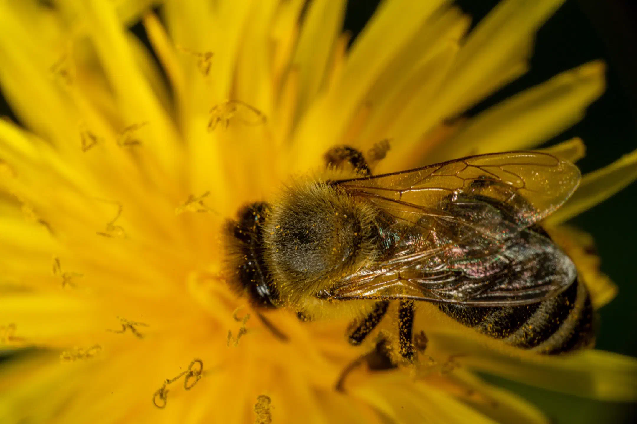 Bee on dandelion