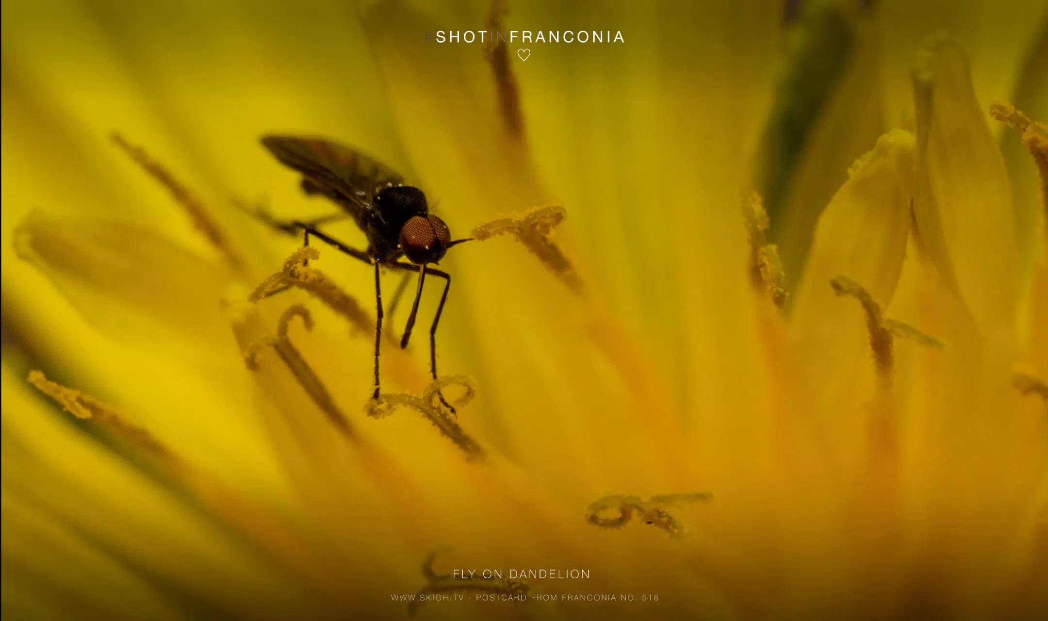 Fly on dandelion
