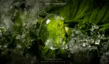Frozen green eye