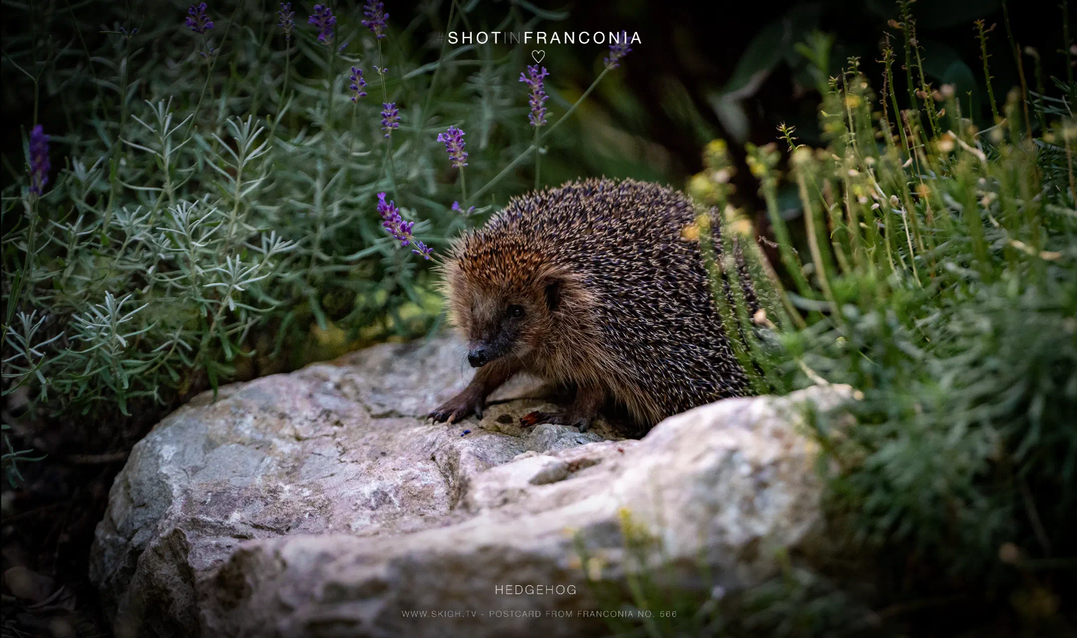 Hedgehog