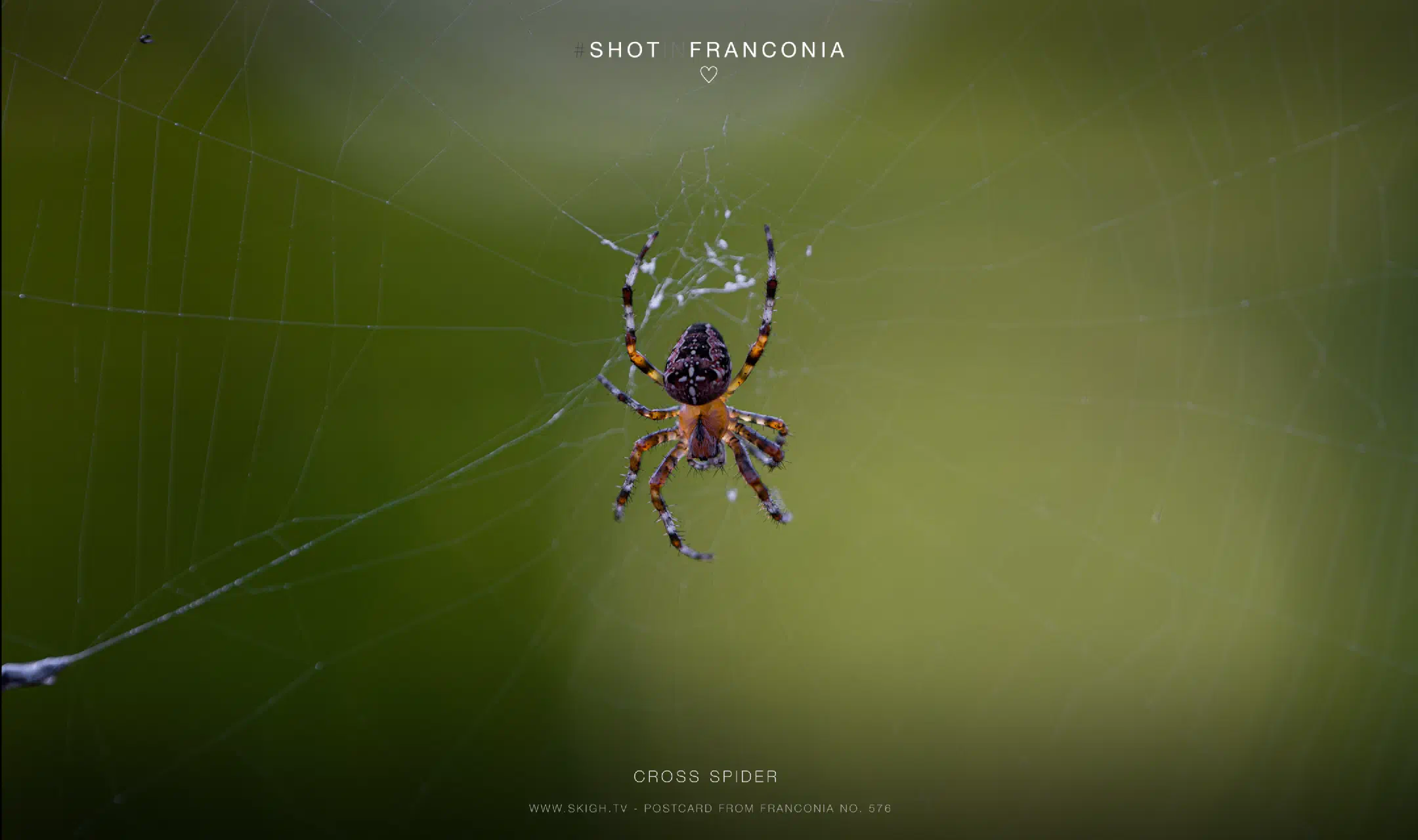 Cross spider