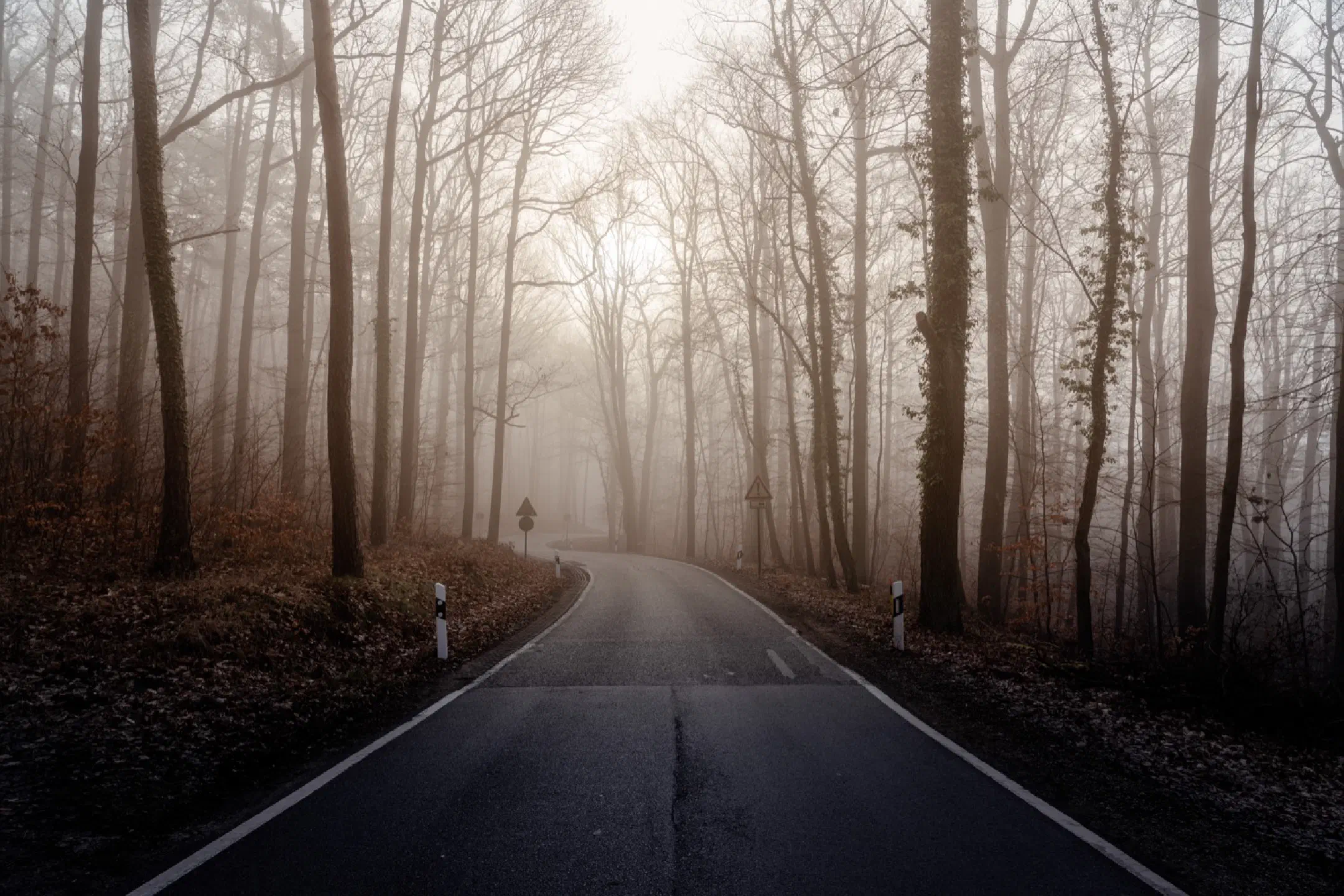 Foggy Meilwald