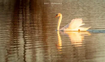 Swan on a washboard