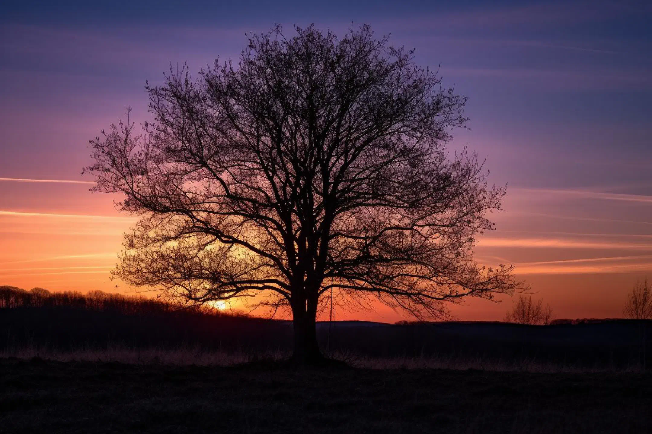Fruit tree silhouette