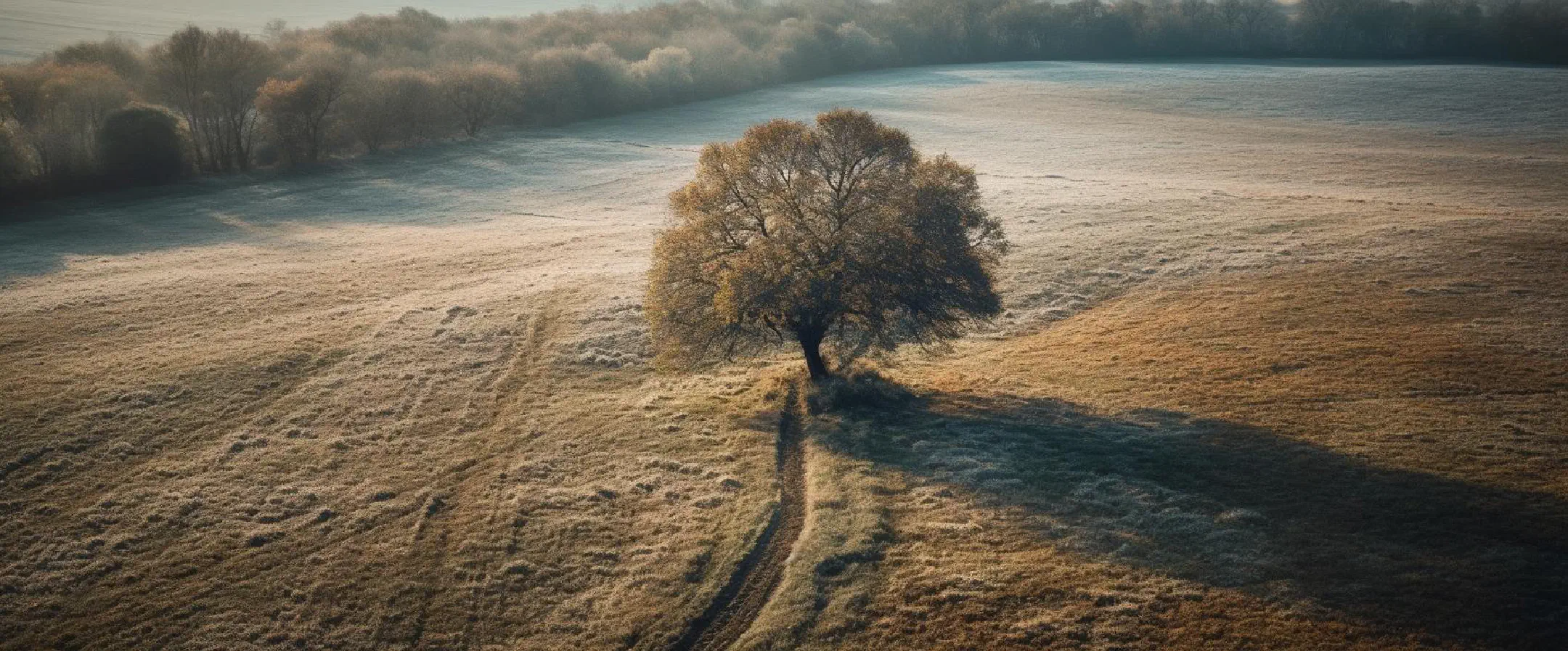Tree on a field