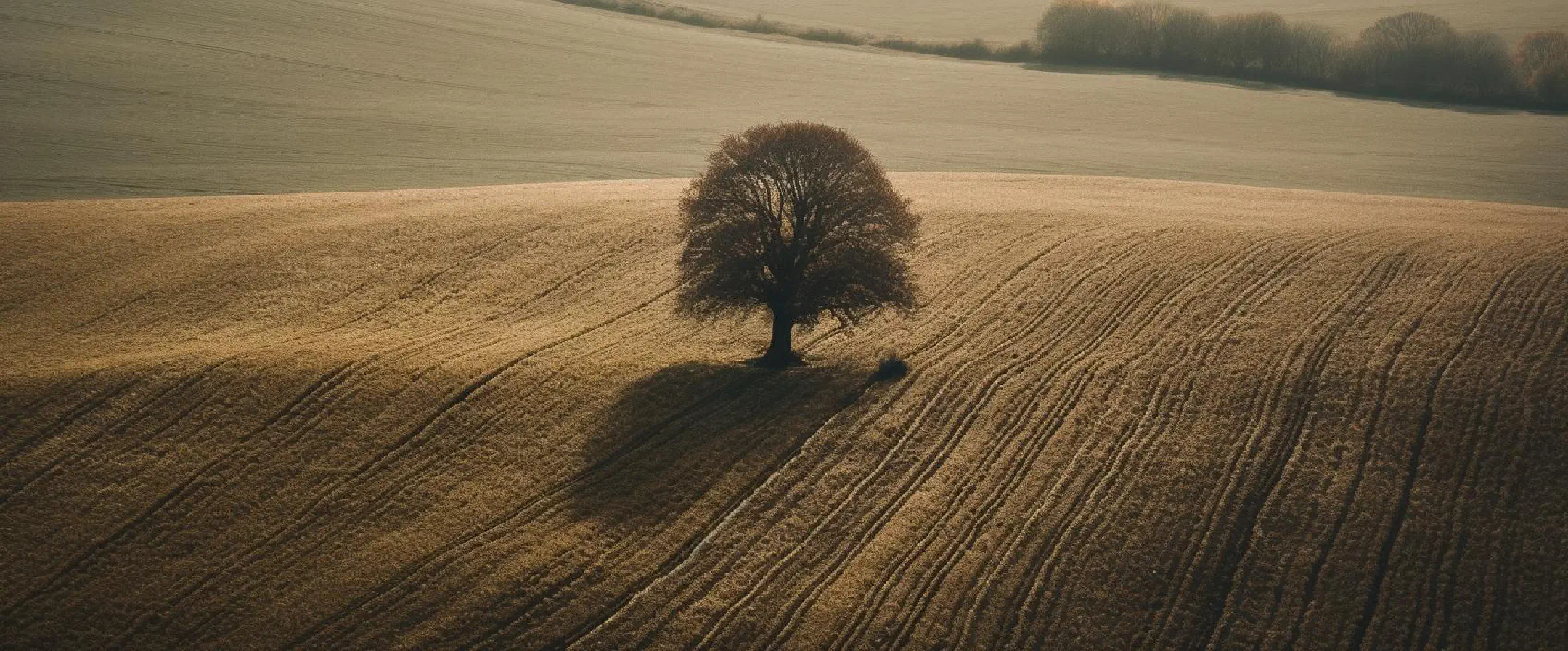 Tree on a field