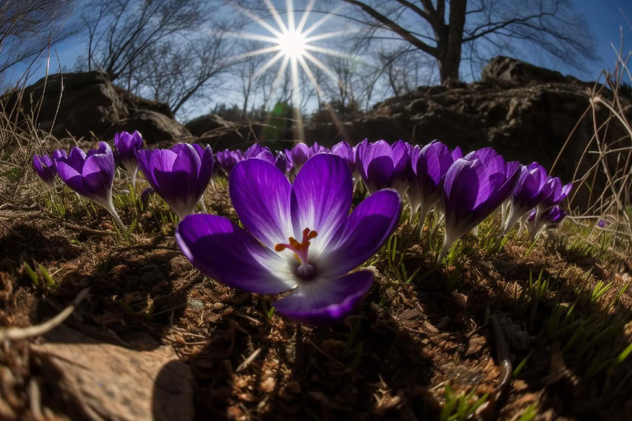 Purple crocuses in the sun