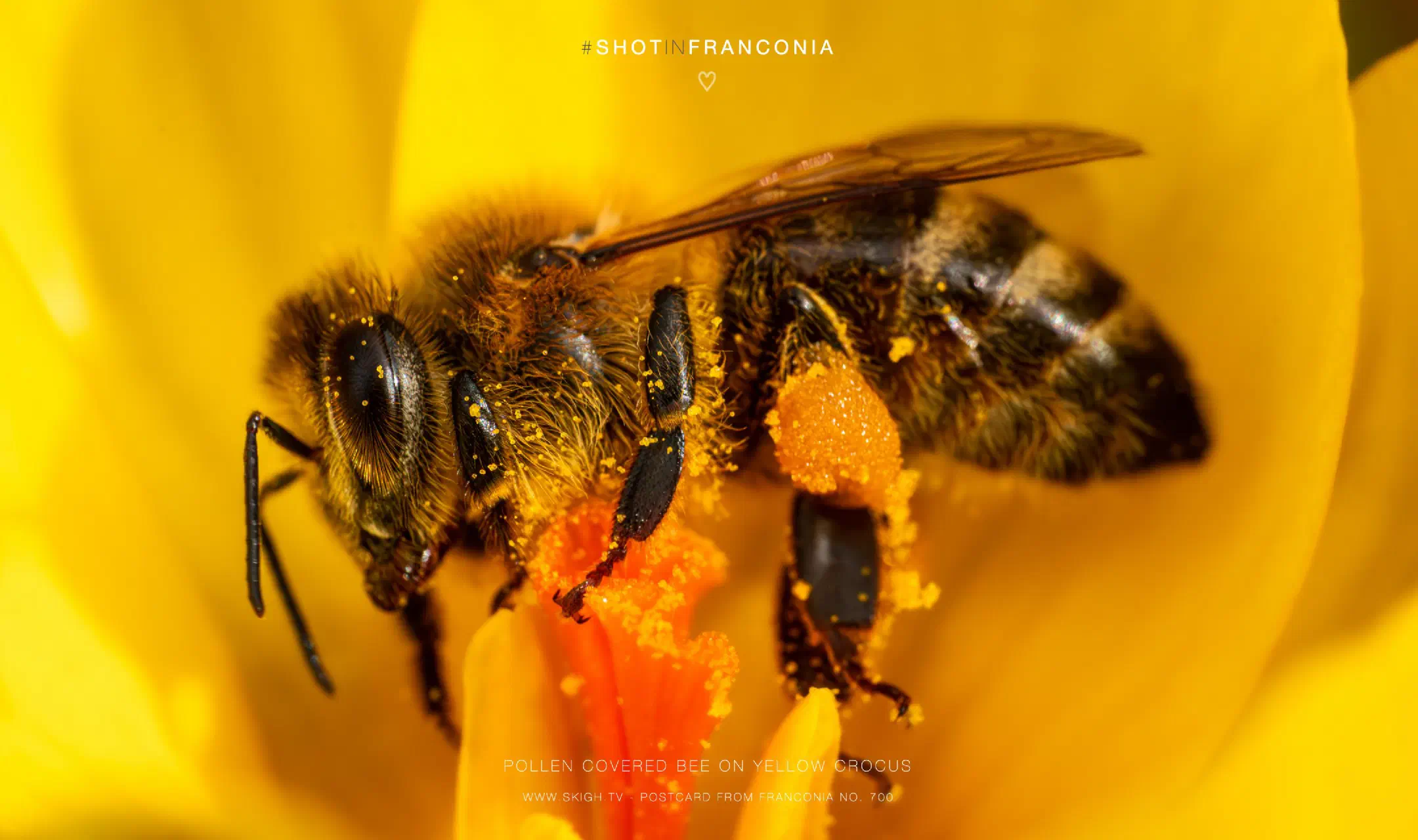 Pollen covered bee on yellow crocus