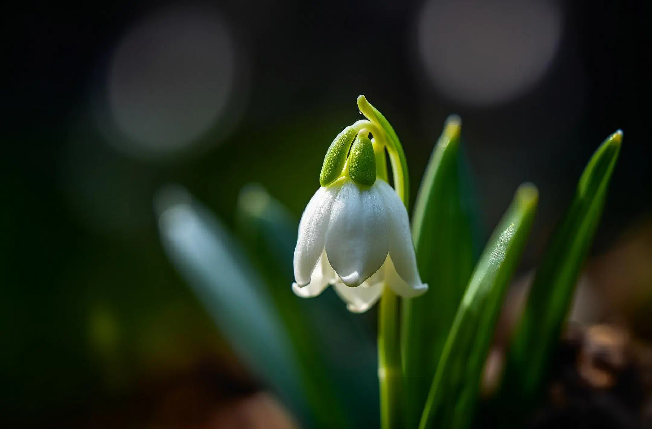 Spring snowflake