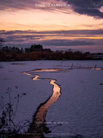 Carp pond in winter