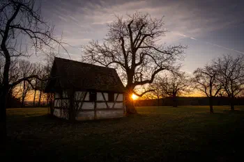 Treehouse Sunset