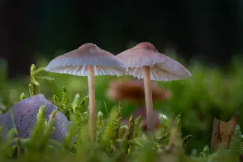 Helmlinge