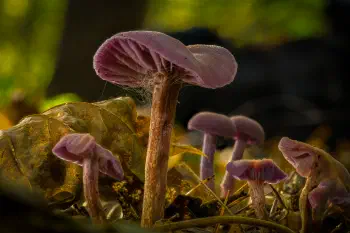Lacktrichterlinge